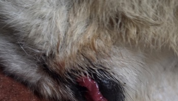 Close-up of an animal's light-colored fur showing a red wound on dark skin.