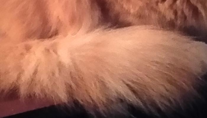 Close-up of fluffy, soft ginger fur in warm lighting.