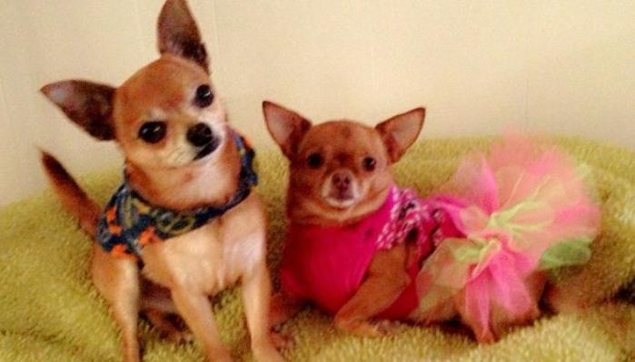 Two small tan Chihuahuas on a green blanket, one wearing a patterned shirt and the other in a fluffy pink tutu.