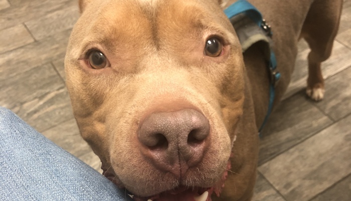 Close-up of a friendly tan pit bull wearing a blue harness, looking up with gentle brown eyes.