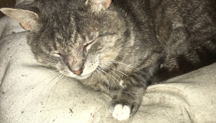 A grey tabby cat sleeping peacefully on a soft blanket with its eyes closed.