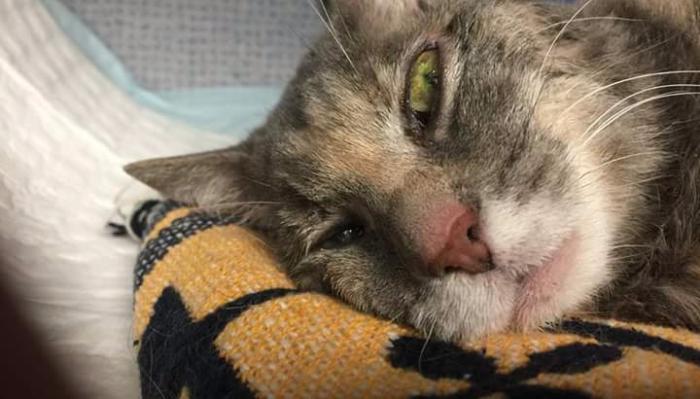 A sick cat resting its head on a yellow blanket, looking up with one glassy green eye.