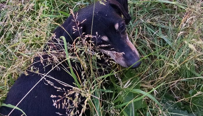 A small black and tan dog peering out from tall, overgrown grass.
