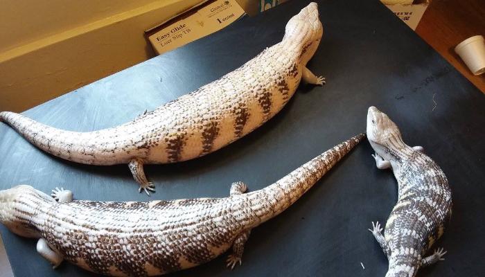 Three blue-tongued skinks with brown and white striped scales rest on a dark flat surface.