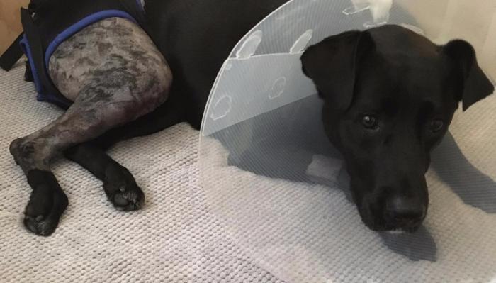 A black dog wearing a clear medical cone lies down with a shaved, post-op hind leg in a support harness.