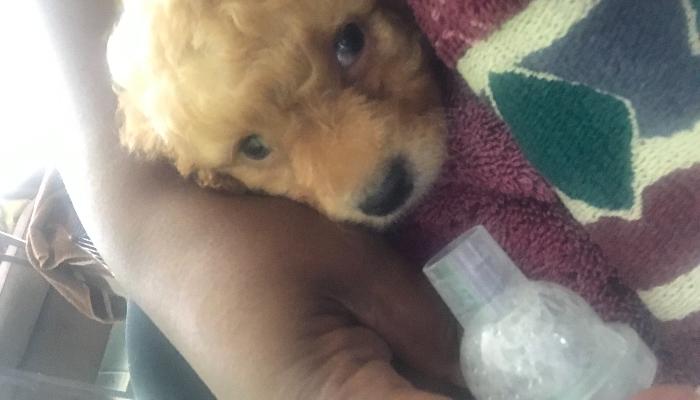 A fluffy golden poodle puppy wrapped in a blanket resting next to a medical nebulizer mask.
