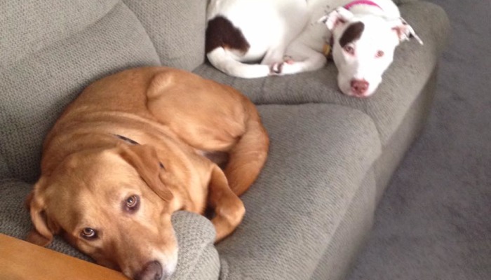 A golden Labrador rests its head on a couch armrest while a white and brown dog lies on the sofa behind it.