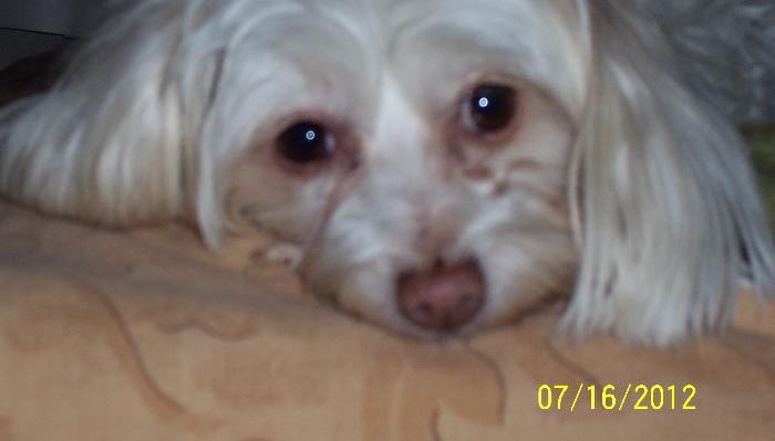 Close-up of a small white fluffy dog resting its head down and looking ahead with dark, expressive eyes.