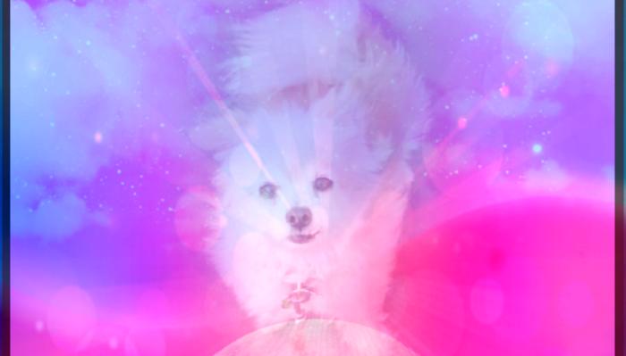 A fluffy white dog amidst a dreamy pink and purple celestial haze with lens flare and sparkles.