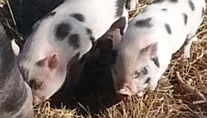 Two small white and black spotted piglets foraging in straw.