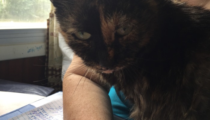 Close-up of a tortoiseshell cat resting on a person's arm with its tiny pink tongue sticking out.