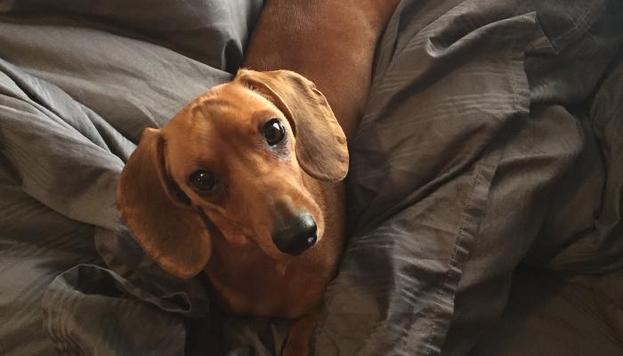 A smooth brown dachshund looking up with wide, expressive eyes while nestled in dark grey bed sheets.