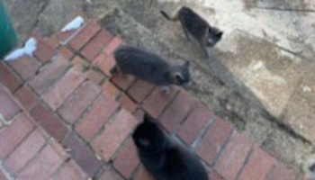 Three stray cats gathering on outdoor brick steps.