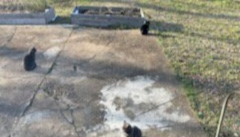 Several black cats sitting scattered on a cracked concrete patio near raised garden beds.