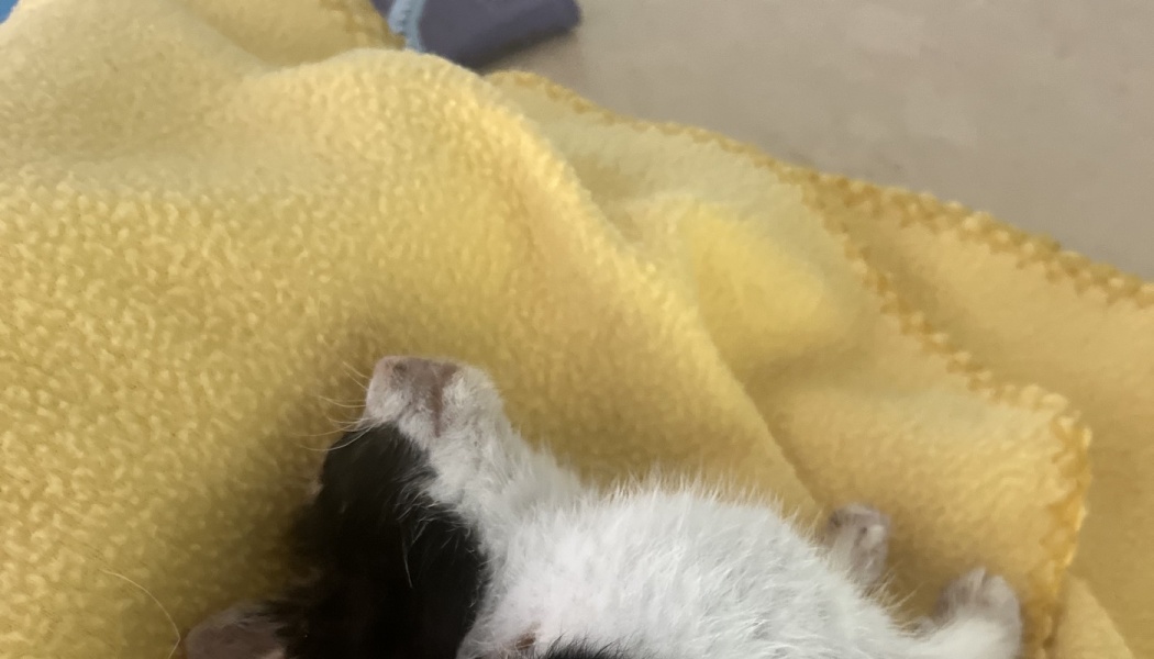 A tiny black and white kitten sleeping peacefully on its back wrapped in a soft yellow blanket.