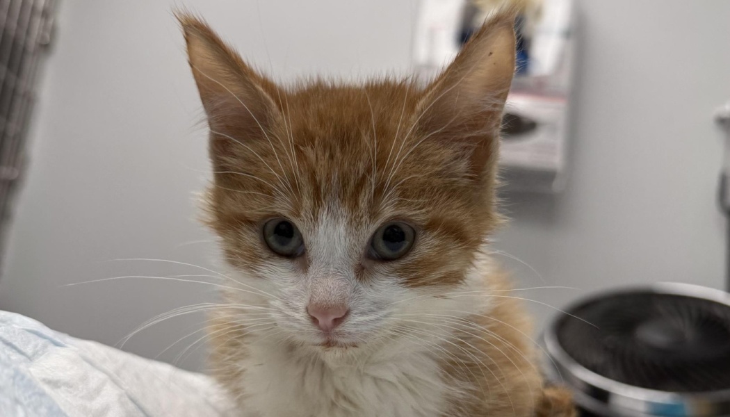 A fluffy orange and white kitten with large pointed ears and wide eyes looking directly at the camera.