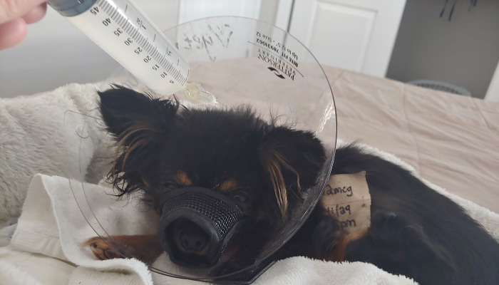 A small black dog wearing a cone and muzzle is fed liquid medicine from a large syringe.