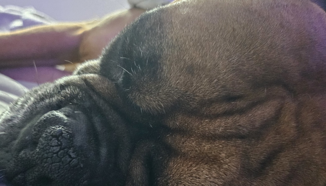 Close-up of a sleeping brown dog with a wrinkled face and black nose.