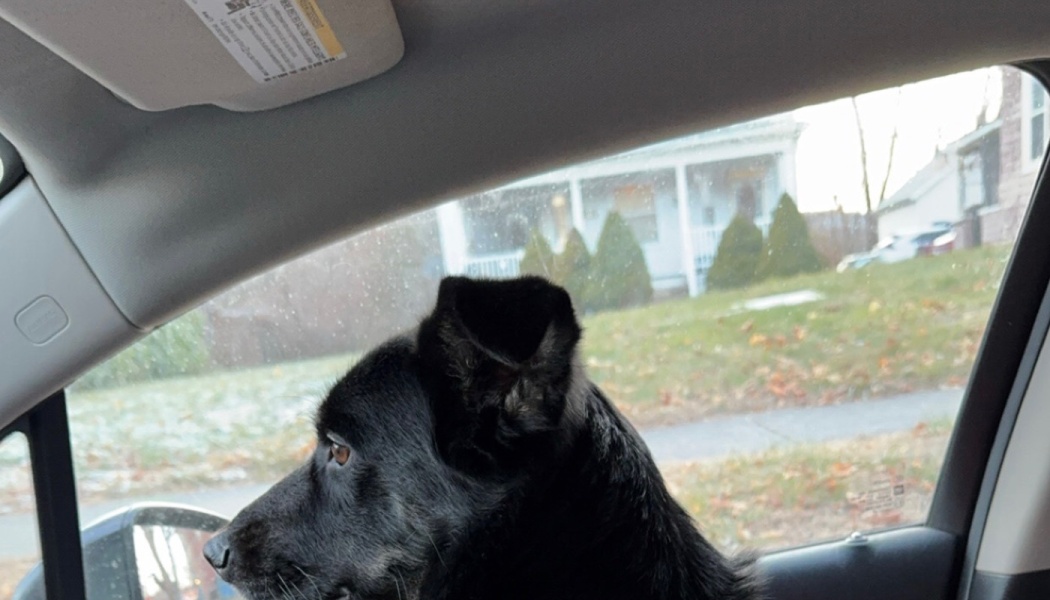 A black dog in profile looking out the window of a car at a house.
