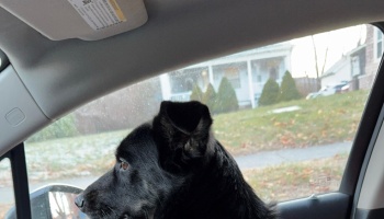 A black dog in profile looking out the window of a car at a house.