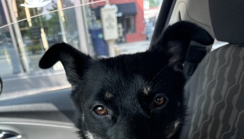 Close-up of a black dog with floppy ears and expressive brown eyes sitting inside a car.