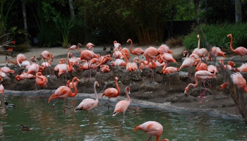 A large flock of bright pink flamingos gathering near mud nests in a pond surrounded by lush tropical greenery.