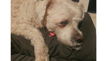 Fluffy white dog resting its head on a dark grey cushion with its tongue sticking out.