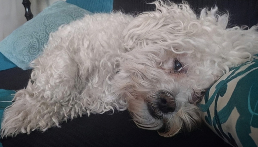 A fluffy white dog with curly fur resting comfortably on a dark sofa next to a teal pillow.