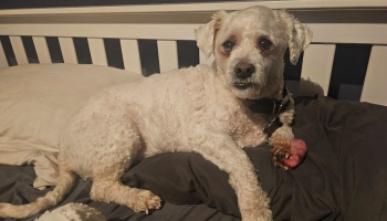 Small white dog lying on a bed with a large, pink growth on its front left paw.