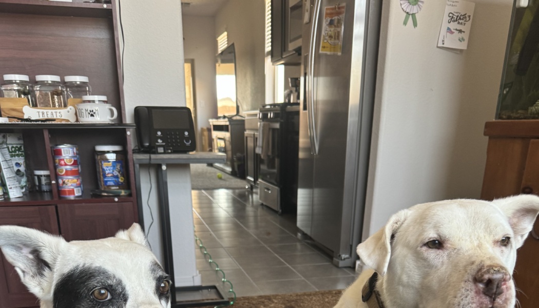 Two white dogs, one with a black eye patch, look at the camera in a kitchen with pet treats on a shelf.