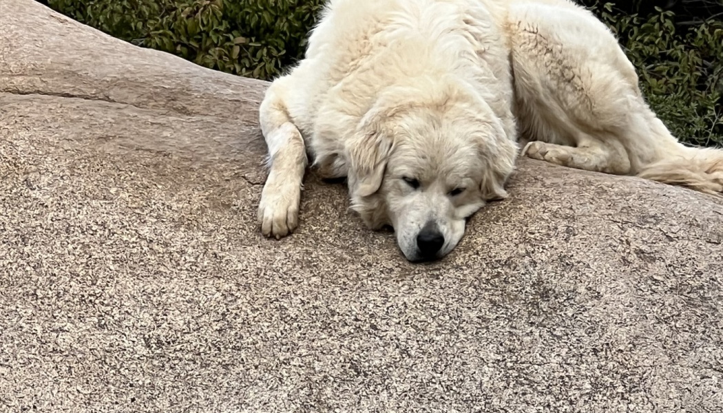A fluffy white dog lying down with its head resting flat on a large rock.