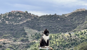 A fluffy black and white cat sits on a post overlooking vast, brush-covered hills with distant hilltop houses.
