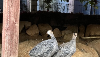 Two young guinea fowl with speckled grey feathers standing on rocky ground.