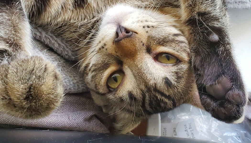 Close-up of a brown tabby cat lying upside down, looking at the camera with yellow eyes and raised paws.