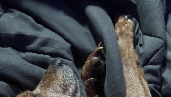 A brown dog with a graying snout rests under dark blankets, with its paws extending out.