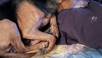 A black and tan dog curled up asleep with its paws tucked and snout resting on a dark cushion.