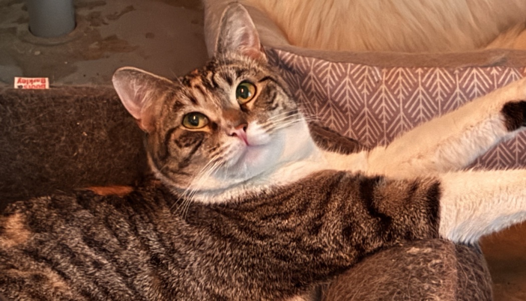 Yuki