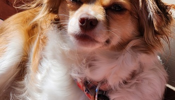 Close-up of a small, fluffy tan and white dog looking at the camera with a squinty expression in the sun.