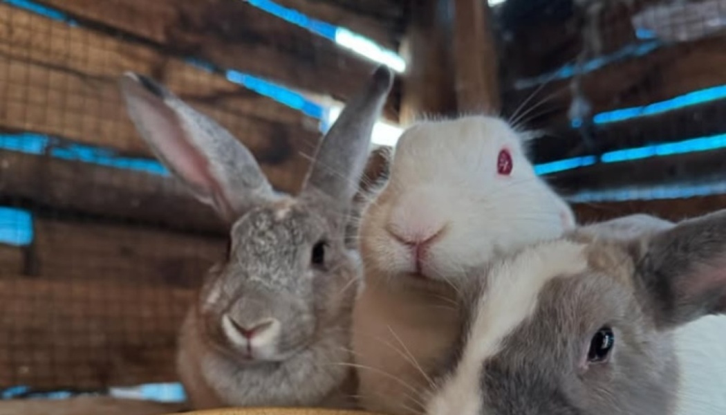 Three curious rabbits—grey, white, and grey-and-white—looking closely at the camera inside a wooden hutch.