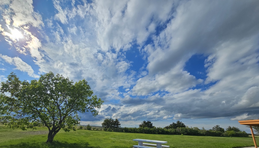 A white picnic table and vibrant green tree in a grassy field beneath a vast blue sky filled with fluffy clouds.