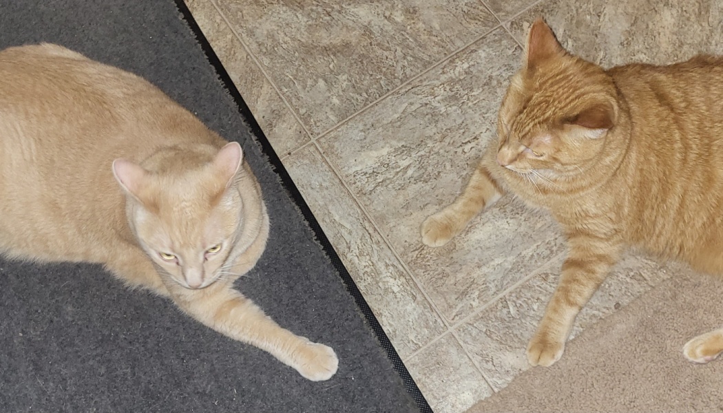 Two light orange cats resting together on a dark mat and tiled floor.