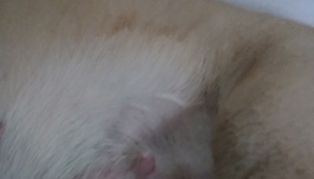 Extreme close-up of soft white and tan animal fur.