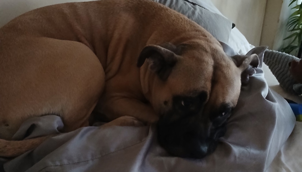 A tan dog with a dark muzzle curled up on grey bedding, looking softly at the camera.