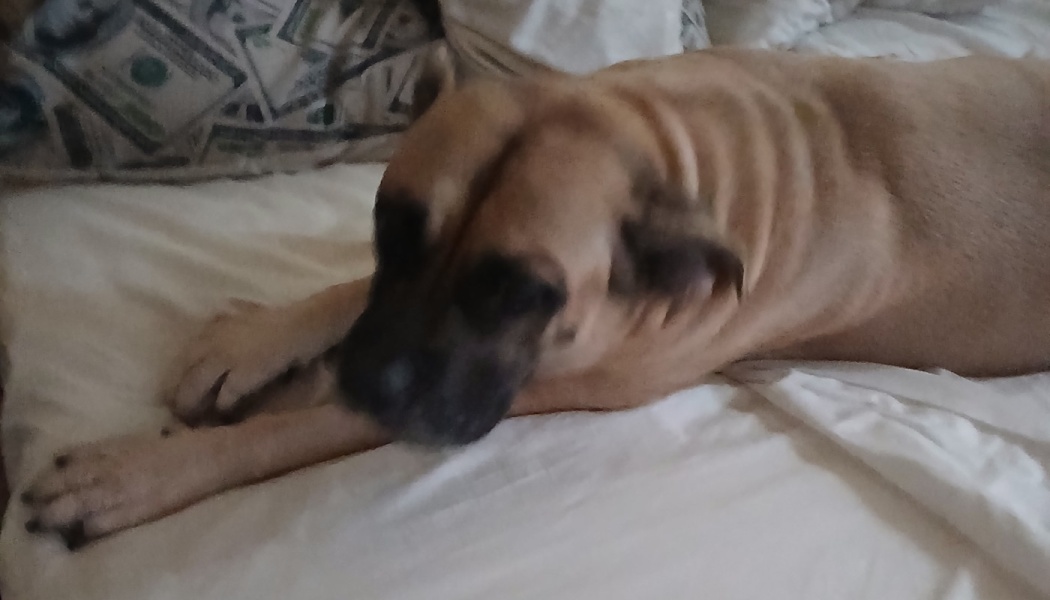 A large tan dog with a dark muzzle lies on a white bed stretching its front paws forward.