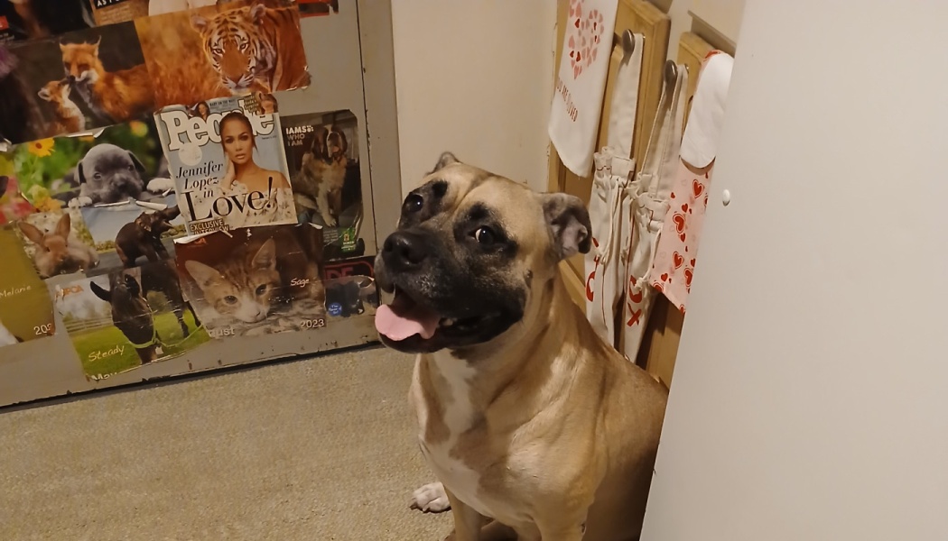A happy tan dog with a black muzzle sits on the carpet with its tongue out, looking up expectantly.