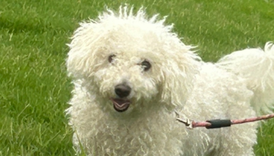 A fluffy white curly-coated dog standing on green grass and looking happily at the camera.