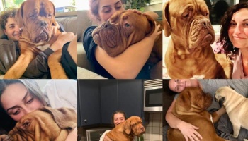 Collage showing a large, wrinkly brown French Mastiff dog cuddling lovingly with different family members.