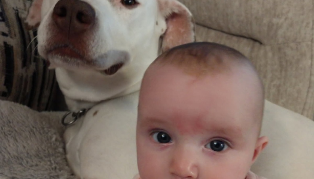 A wide-eyed baby looking at the camera with a large white dog sitting closely behind them on a couch.