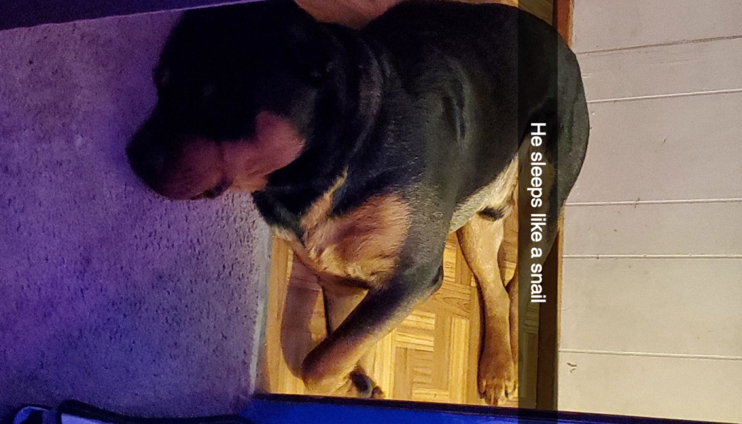 A Rottweiler curled up asleep on the floor with text reading "He sleeps like a snail".
