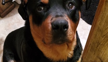 Close-up of a sweet black and tan Rottweiler looking up attentively with gentle eyes.